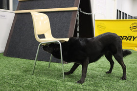 Nosework jatkokurssi 