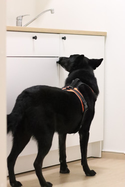 Nosework alkeiskurssi