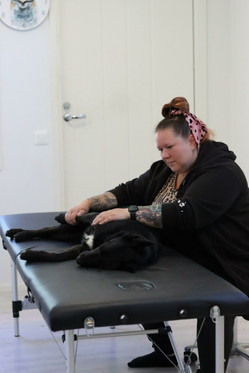 Kahden koiran yhdistelmähoito