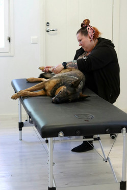 Koirien jäsenkorjaus