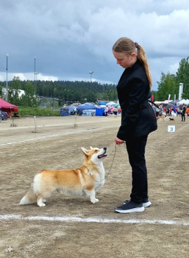 Näyttelytottumuskurssi