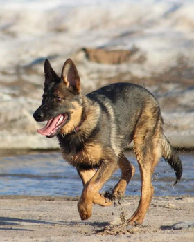 Arkojen koirien tunti