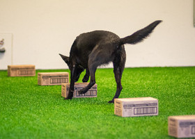 Nosework mölliryhmä