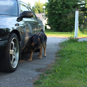 Nosework alkeiskurssi