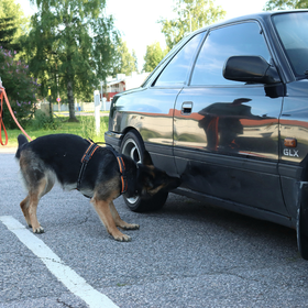 Nosework alkeiskurssi