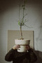 Evi sormus / Evi ring