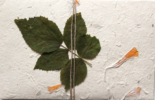 Pyriittipuu - hiljaisuuden hetki (Voimapuun puutarha)