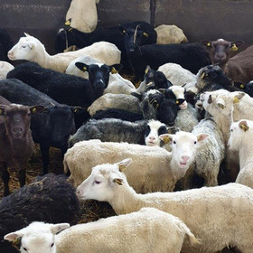 100% Suomenlampaanvilla, Isokummun lammastilalta, luomutila - Sievi