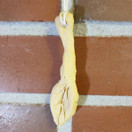 Kylli-kyltti Koivunlehti - kylmäsavesta 20